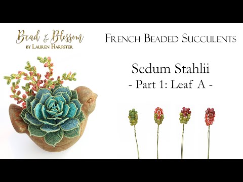 French Beaded Succulents  |  Sedum Stahlii Part 1 of 3: Leaf A