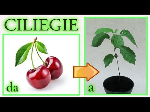 CILIEGIE, IL TRUCCO PER FAR NASCERE UNA PIANTINA IN 7 GIORNI GRATIS cherry tree, cerezo, cerisier