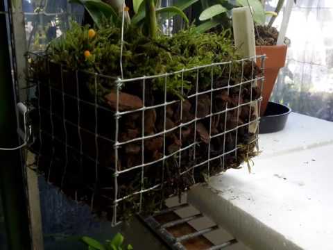 Easy DIY orchid display baskets