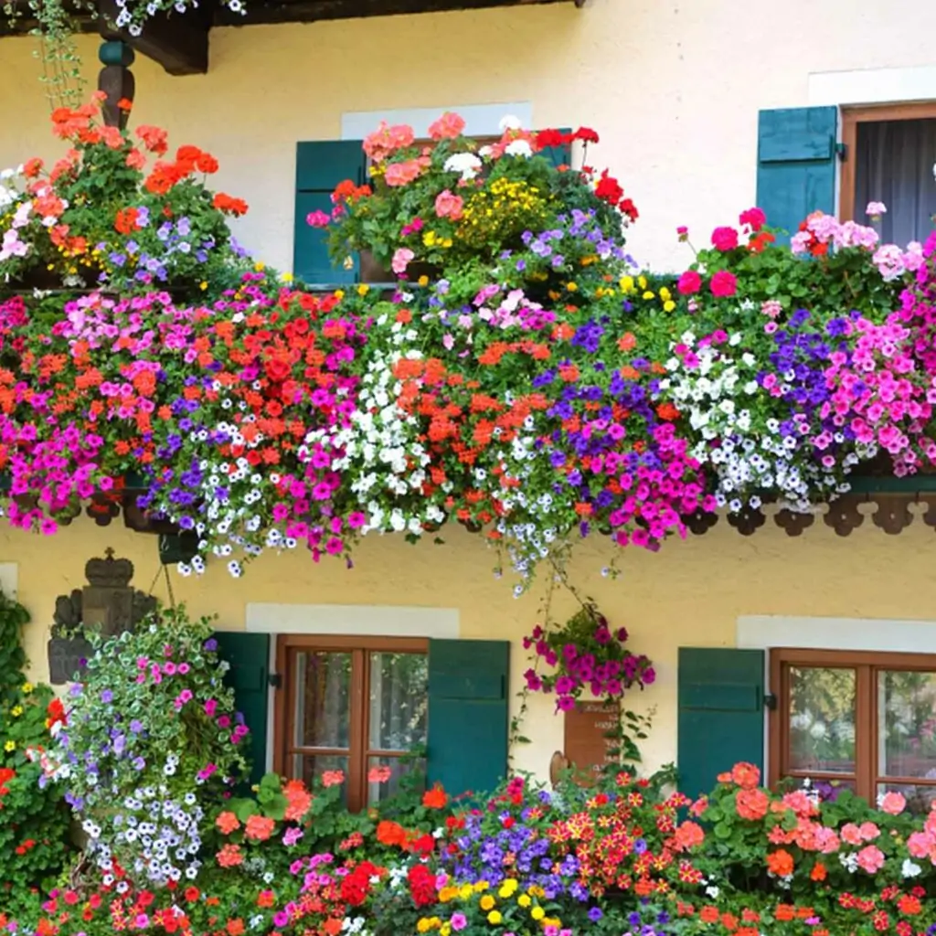 Balcony garden plants with colorful varieties of flowers flowing everywhere which can be a balcony vegetable garden