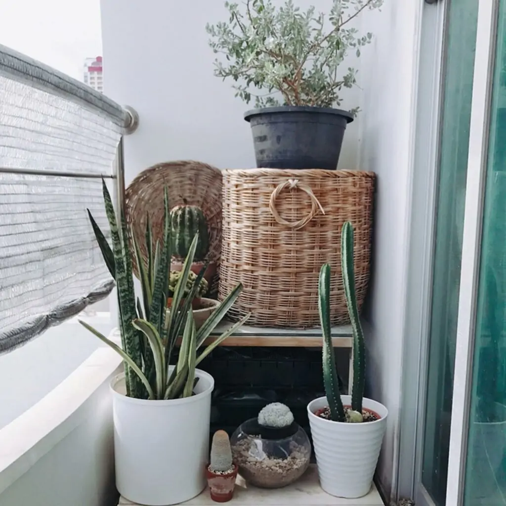 A small balcony design with a modern design with pots of cactus which shows balcony garden ideas india