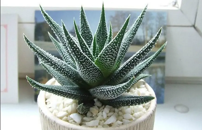 Aloe vera