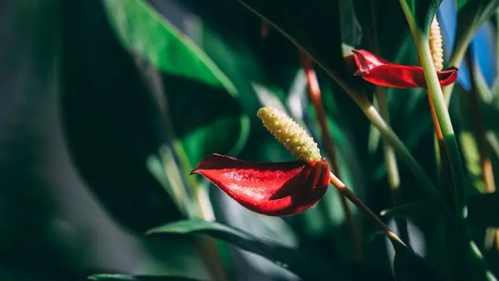 Antoryum anthurium