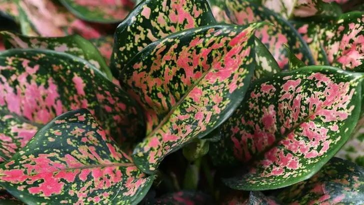 Çin herdemyeşili aglaonema