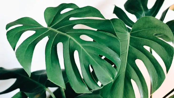 Deve tabanı monstera deliciosa