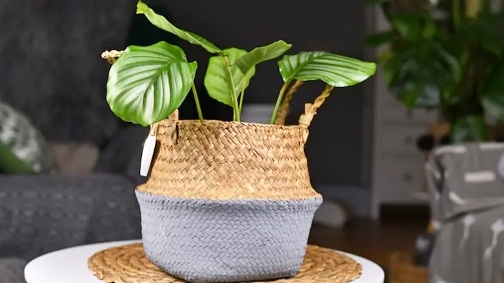 Dua çiçeği calathea