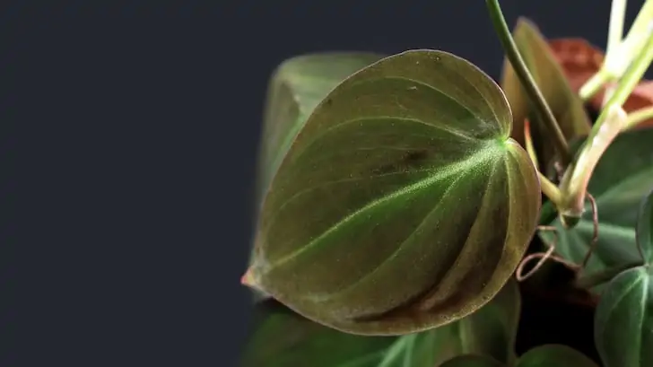 Kalp yapraklı salon sarmaşığı philodendron scandens