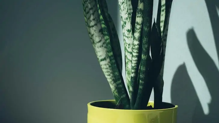 Paşa kılıcı sansevieria