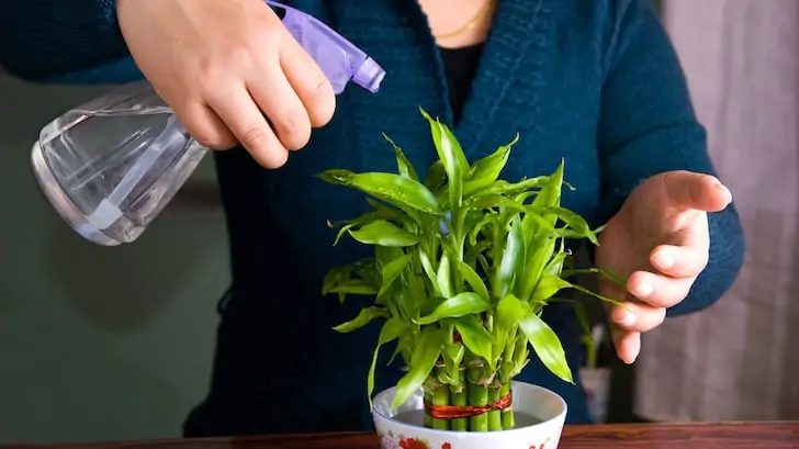 Şans bambusu dracena sanderiana