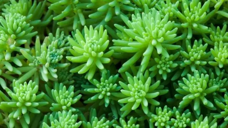 Sedum