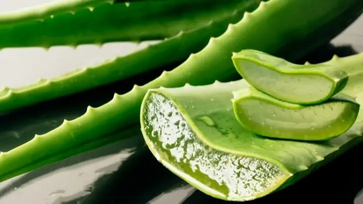 Aloe vera