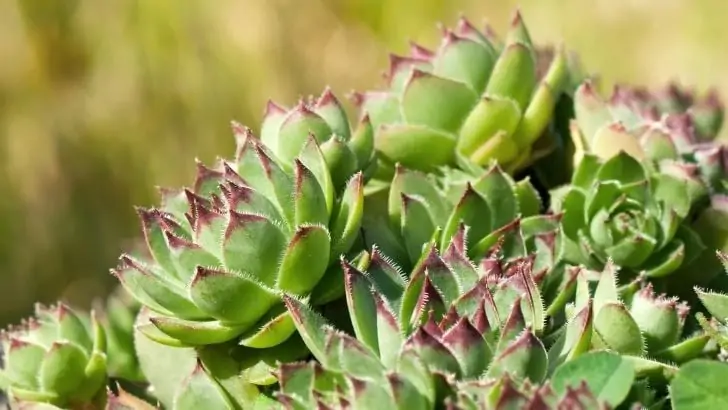 Sempervivum atlanticum