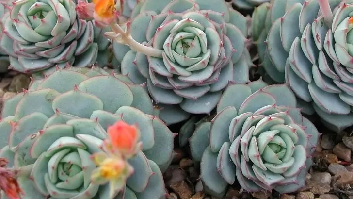 Echeveria