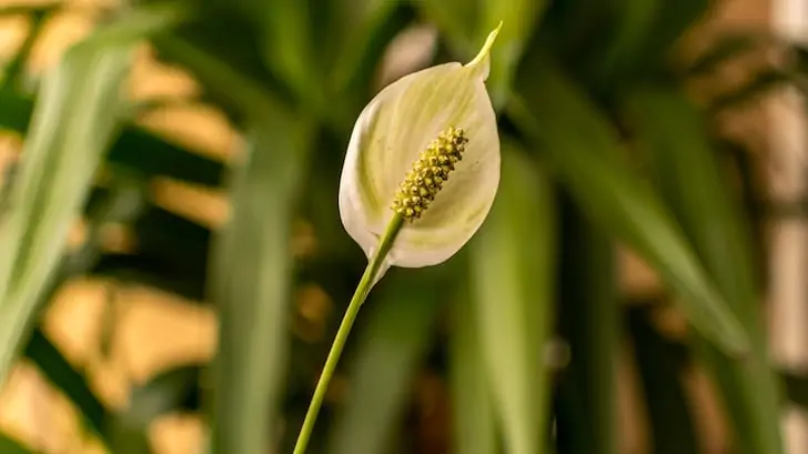 Yelken çiçeği spathiphyllum wallisii