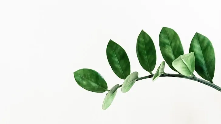 Zeze çiçeği zamioculcas zamiifolia