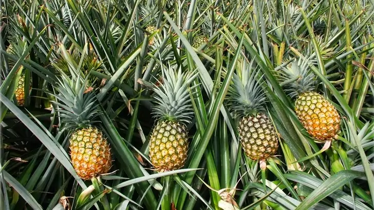 ananas nasil yetisir