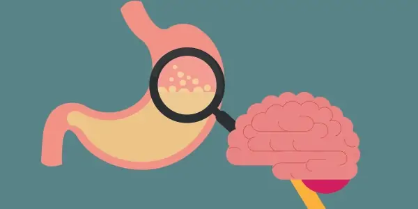 Brain gut connection