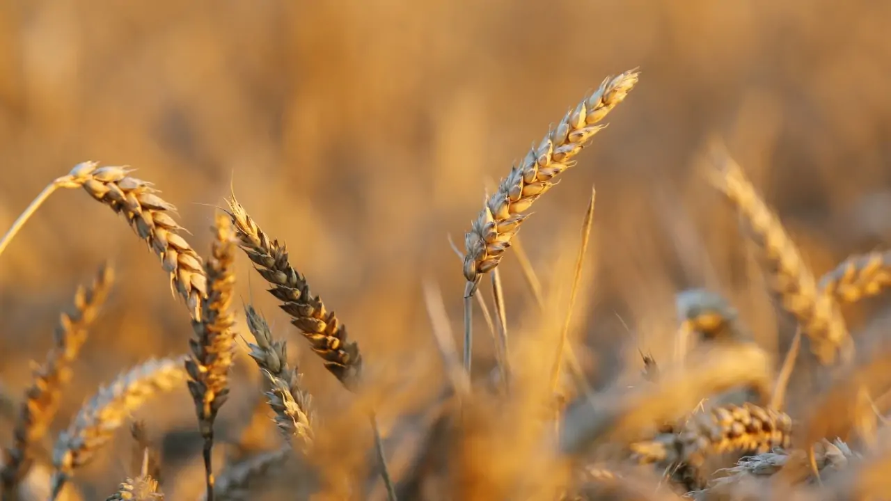 Buğday intoleransının biyolojik açıklaması bulundu