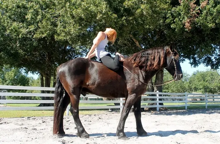 equine yoga