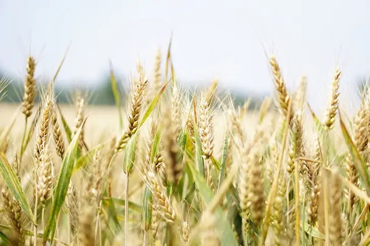 Glutensiz beslenme zayıflamanın formülü mü