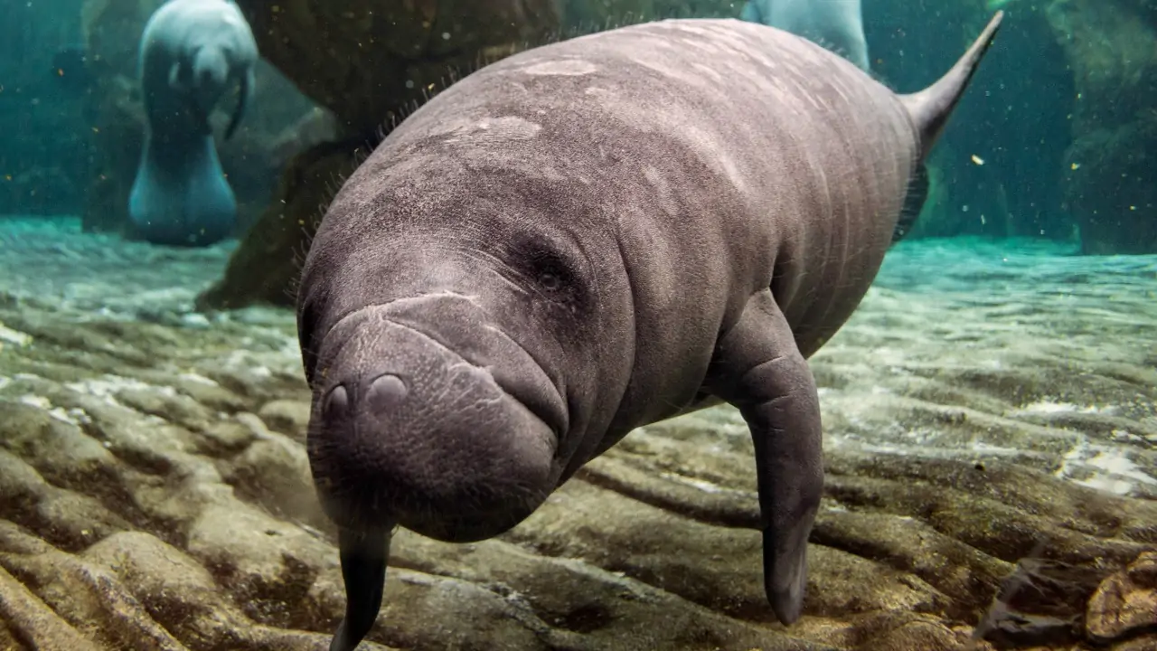 Manatee