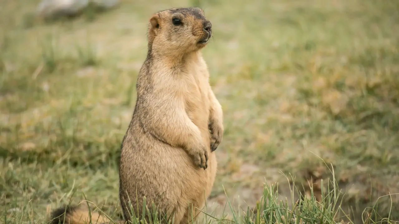 Marmot