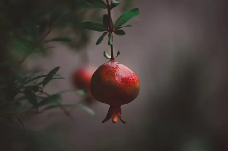 Nar nedir Narın saymakla bitmez faydaları nelerdir