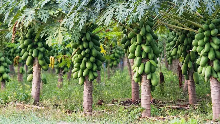 papaya agaci papaya nasil yetisir