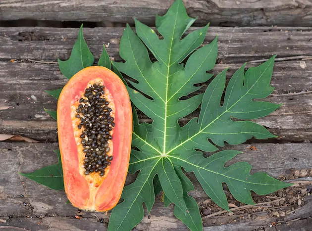 Papaya