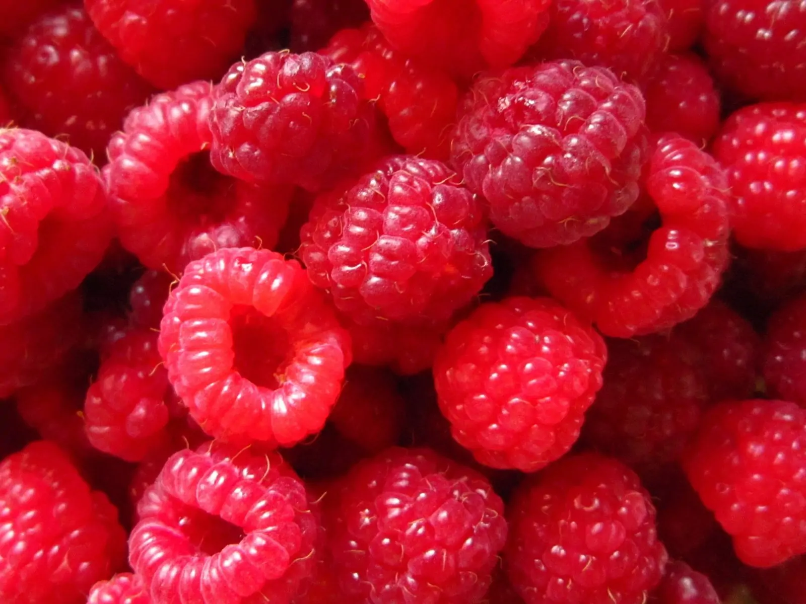 Red raspberry berries close up photography 1600x1200