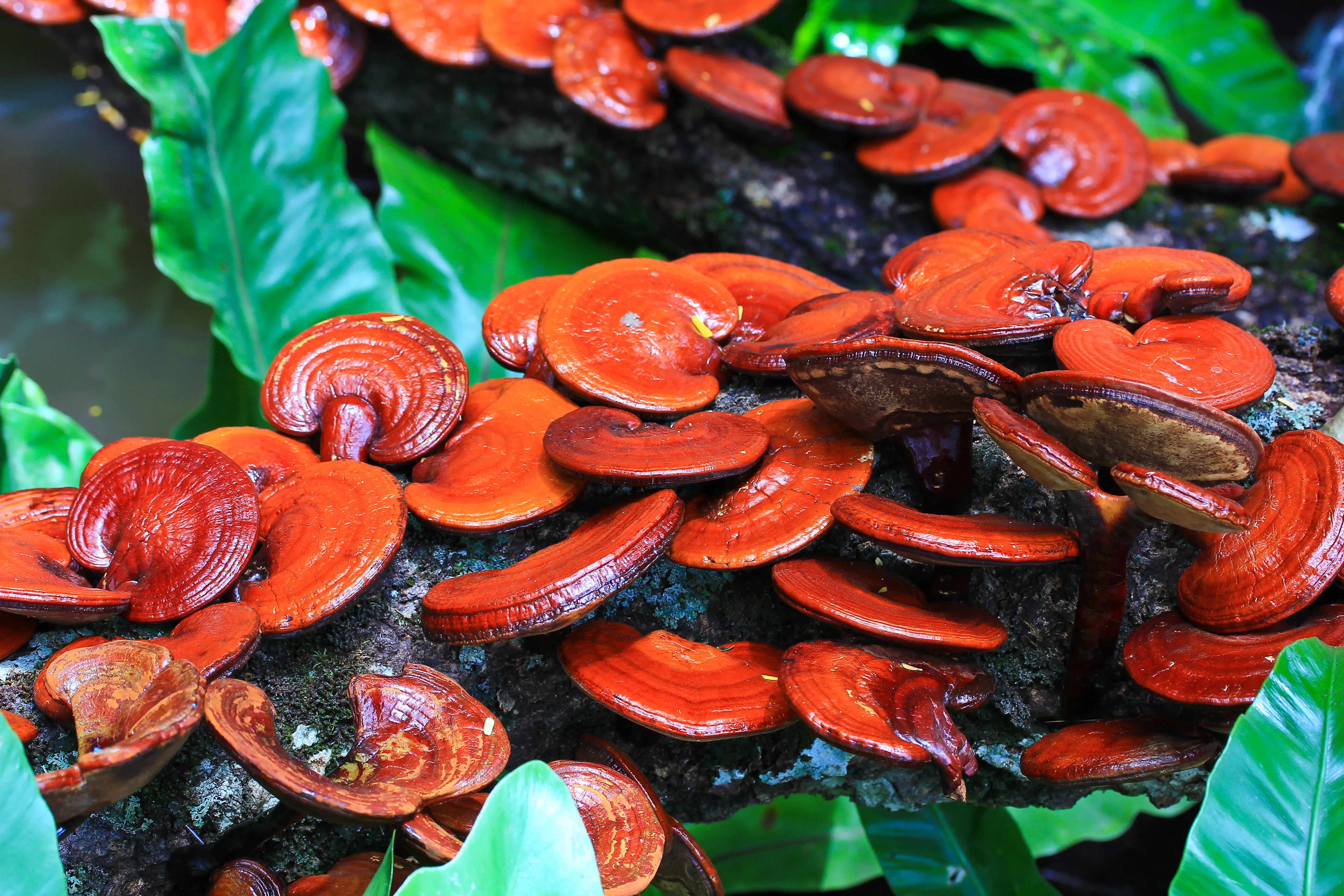 Reishi