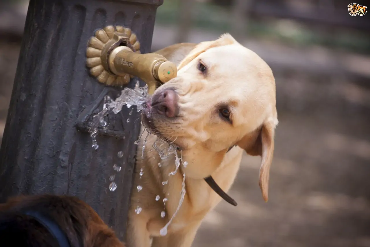 Su içen köpek